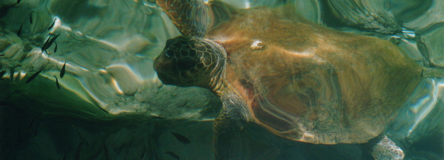 Zeeschildpad